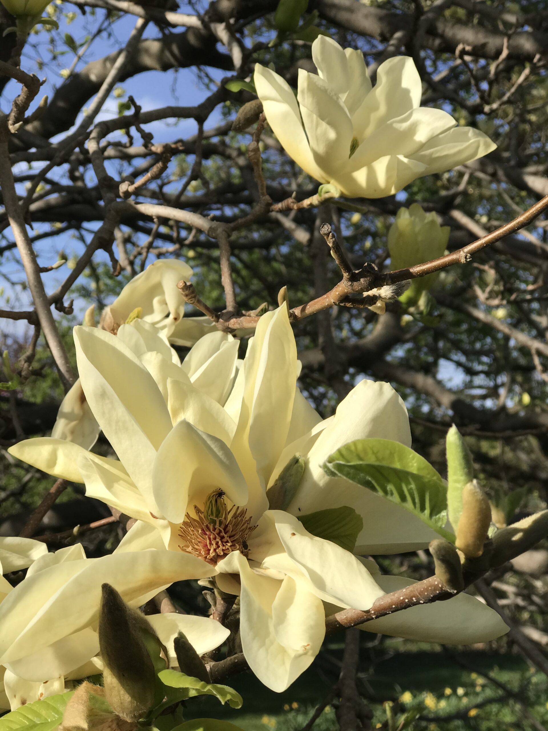 magnolia